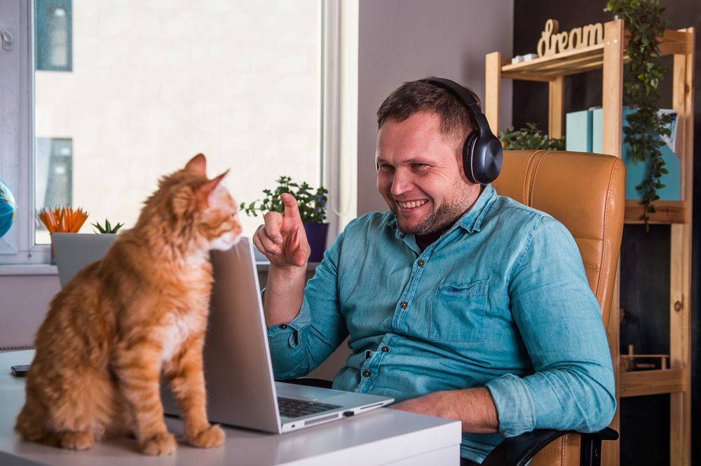 Remote interviews conducted by zoom or teams for medical and dental jobs with feline intruder