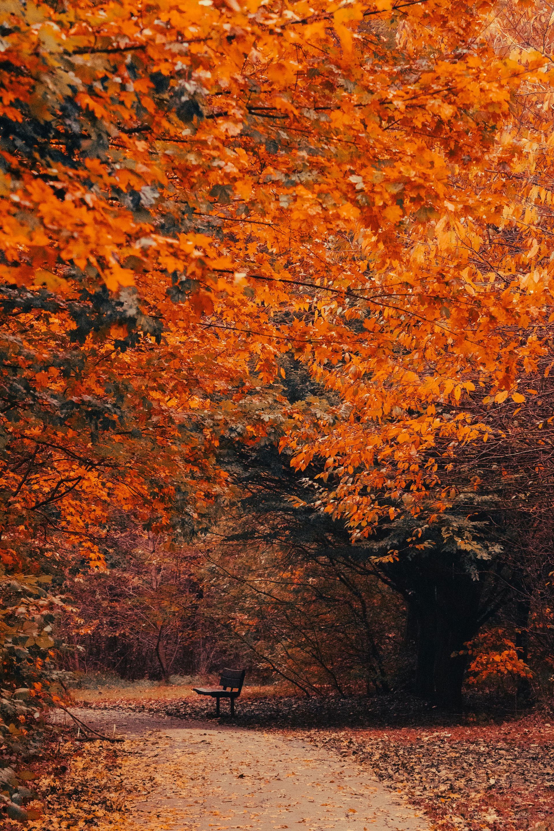 A garden path with autumn trees in October