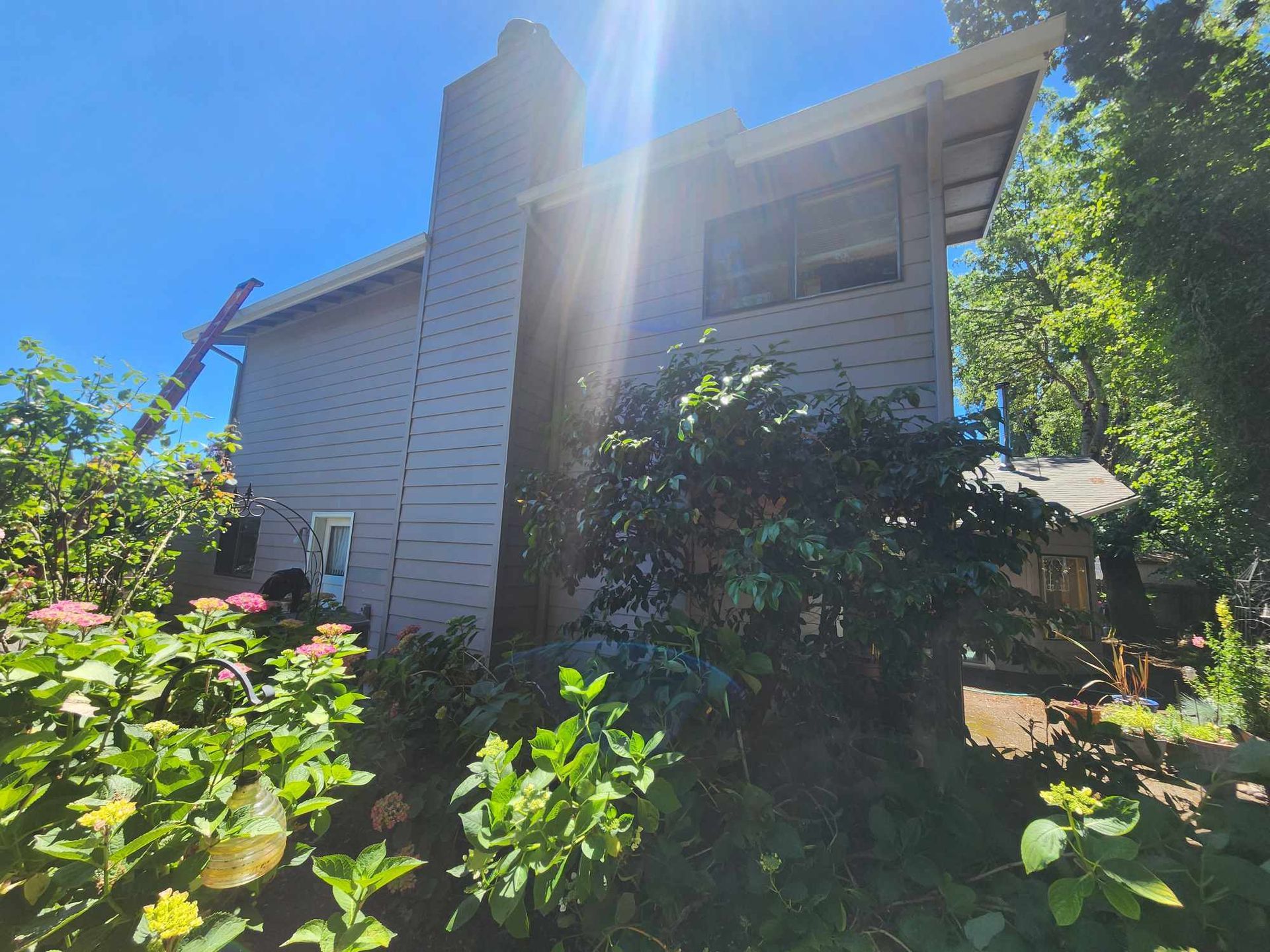 Sunlit white house partly hidden by lush green shrubs and flowers under a bright blue sky
