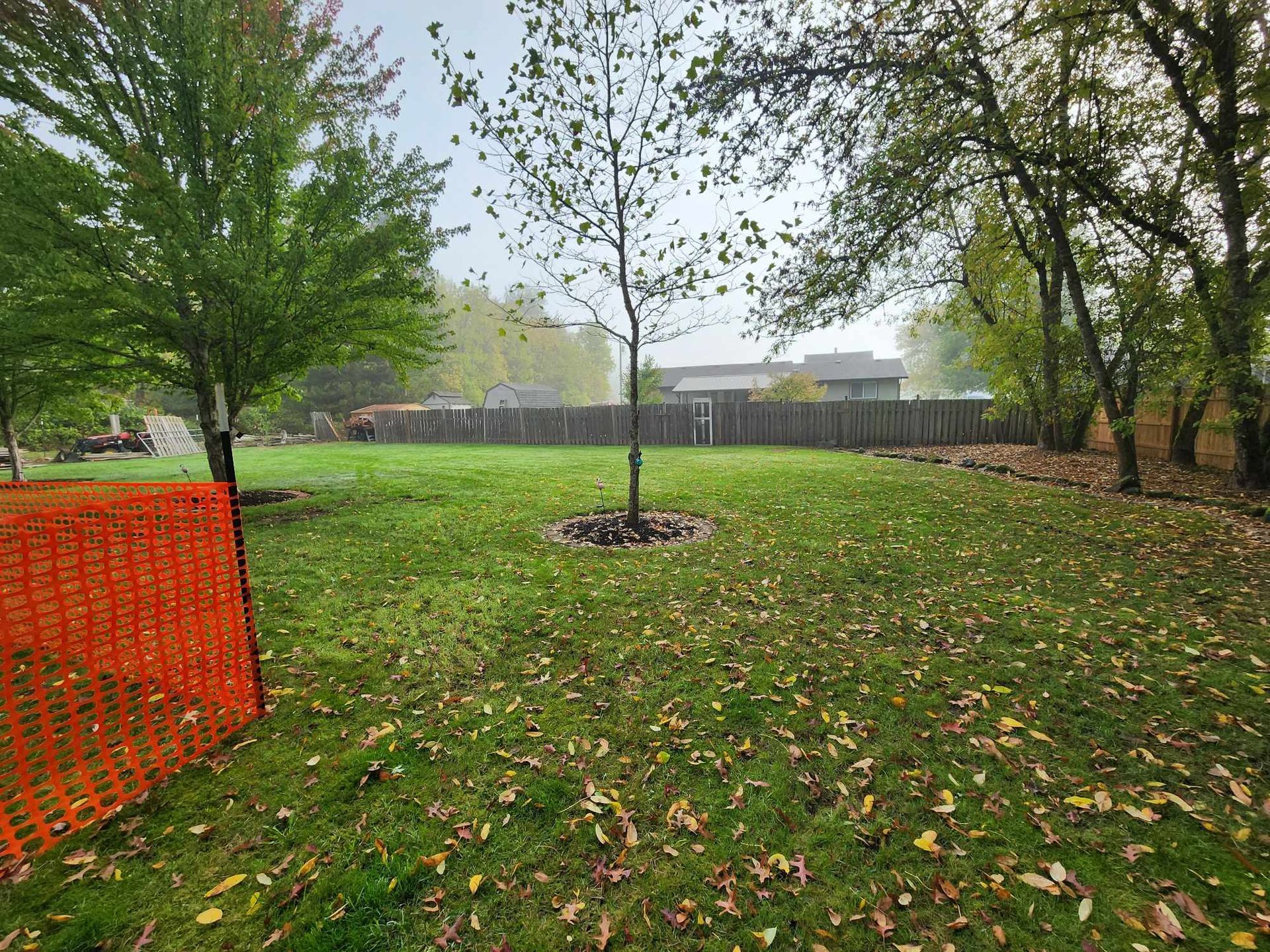 Park lawn with a young tree, scattered leaves, and orange safety fencing under overcast skies