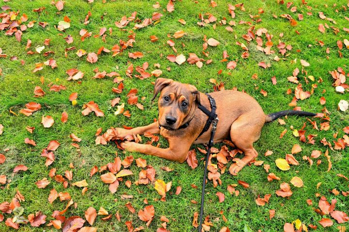 happy brown dog at pet friendly Kten apartments in De Soto Kansas