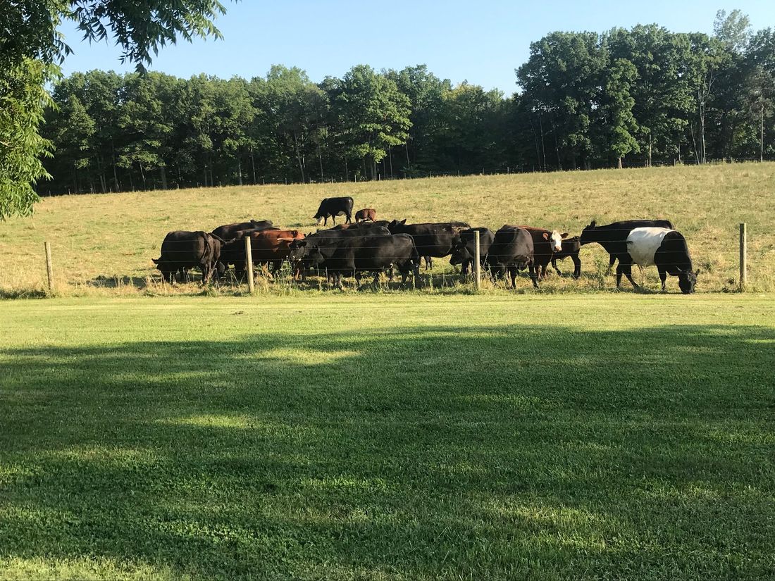 We get our fresh beef from Stackhouse Farms.