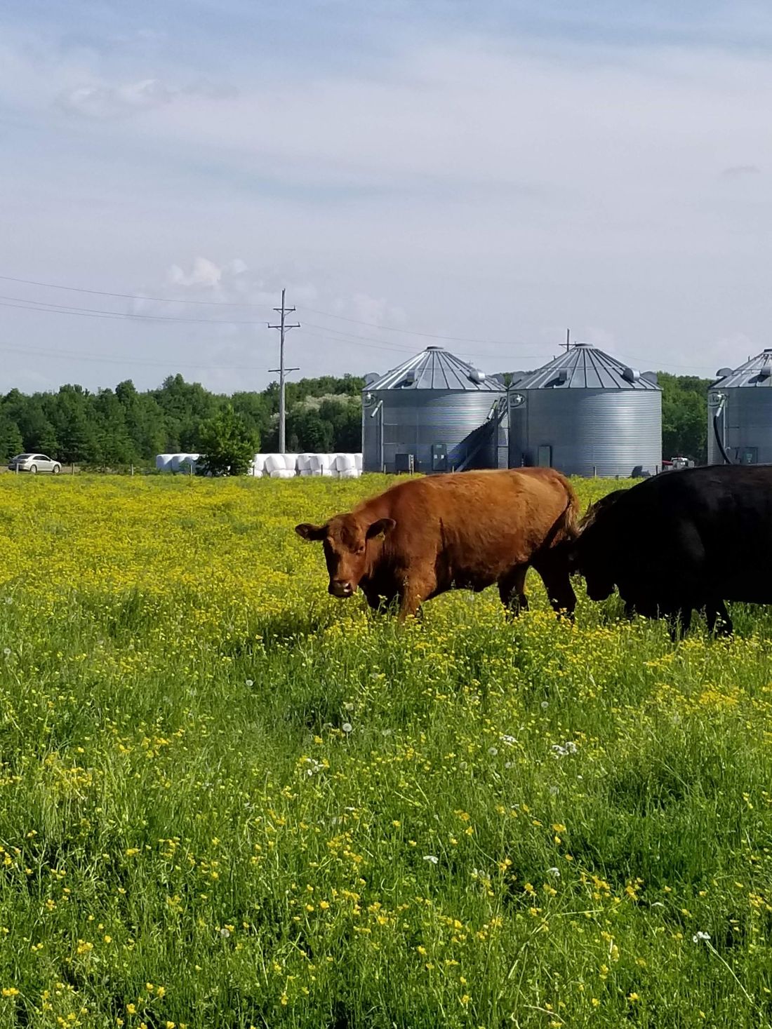 We get our fresh beef from Stackhouse Farms.