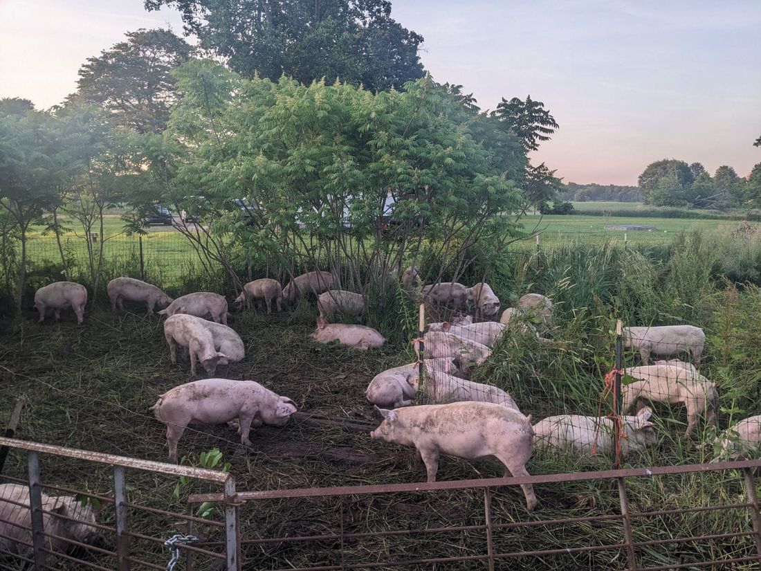 We get our fresh pork from Yuhaus Farms.