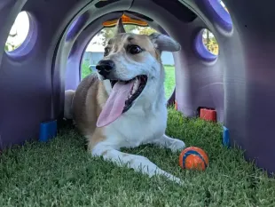 Dog lying in a purple play tunnel, panting with tongue out, with a toy ball on the grass.