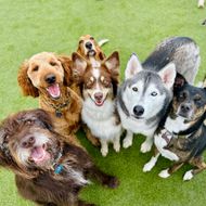 Six happy dogs sitting on green grass, facing the camera.