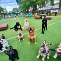 Nine dogs on a grassy field at a park, sitting and standing in a group with trees and benches behind them