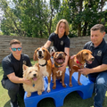 Three dogs on a blue platform with three handlers outdoors, including one dog wearing sunglasses.