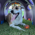 Dog lying under a purple play tunnel on grass, panting with a ball nearby.