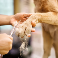 Groomer trimming a dog's paw fur with scissors, loose fur falling from the paw