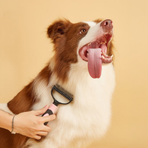 Brown-and-white dog being brushed, mouth open with tongue out, against a beige background