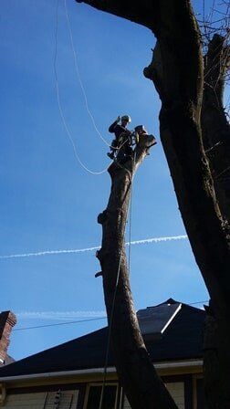 Pruning tree over house - Clay's Tree Service Portland OR