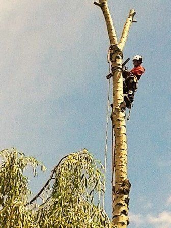 Man pruning tree Clay's Tree Service Portland OR