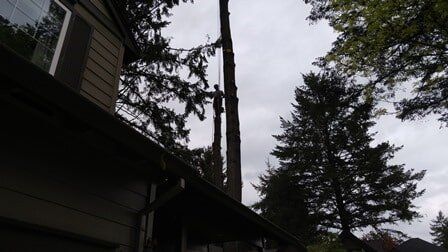 Tree removal above house - Clay's Tree Service Portland OR