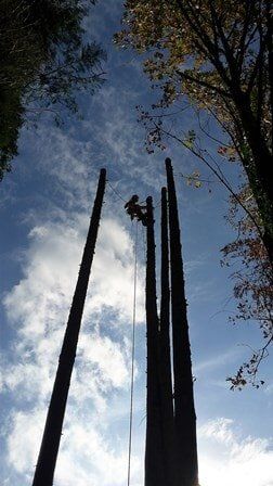 Multiple trees removed - Clay's Tree Service Portland OR