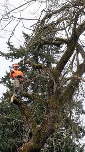 man sitting in tree Clay's Tree Service Portland OR
