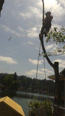 man removing tree Clay's Tree Service Portland OR
