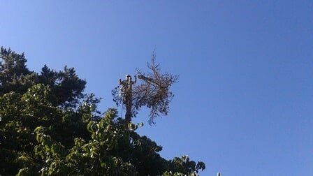 Man pruning top of tree Clay's Tree Service Portland OR