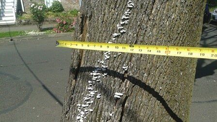 tree trunk measurement Clay's Tree Service Portland OR