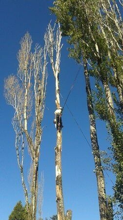 man pruning tree Clay's Tree Service Portland OR