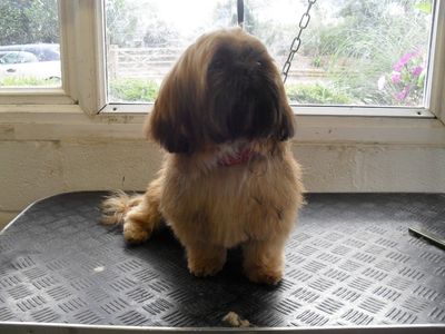 Dog groomers - Quorn, Leicestershire - Roslyn's Dog Grooming - Dog grooming