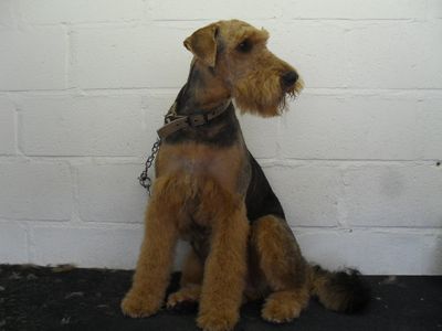Dog groomers - Quorn, Leicestershire - Roslyn's Dog Grooming - Grooming
