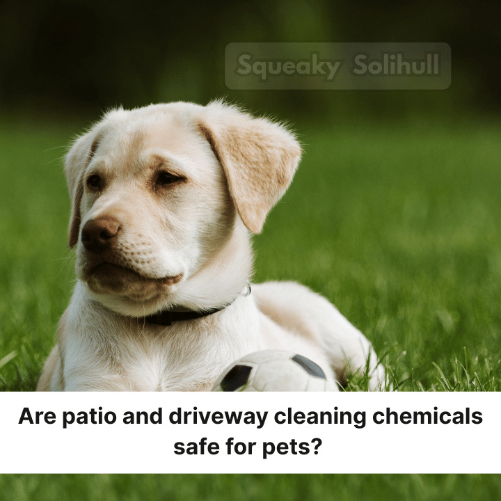 A light-colored puppy lies on grass with a ball. Text overlay asks: