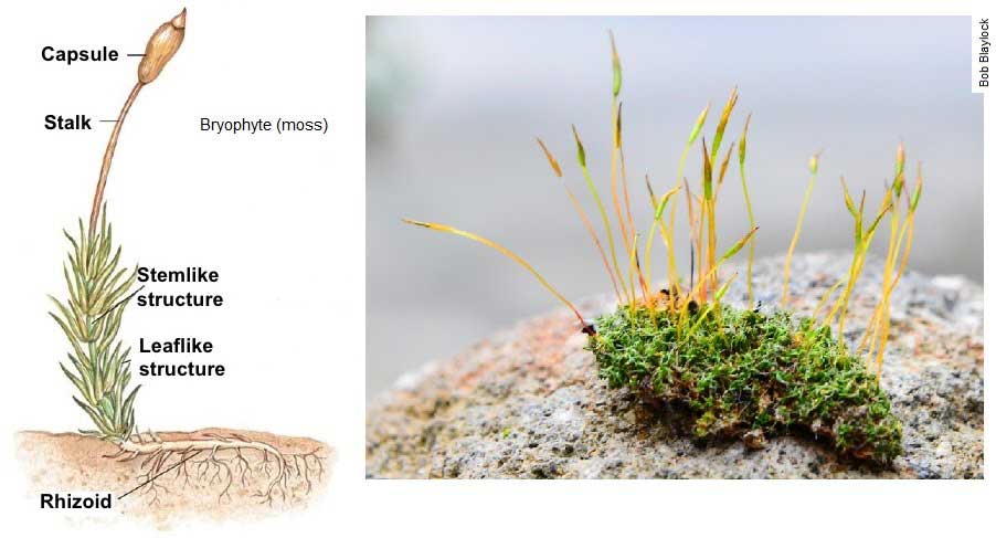 Graphic showing biology of roof moss