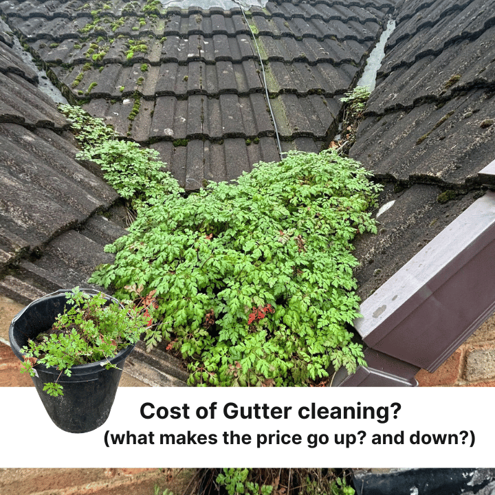 Overflowing gutters with plants, a bucket of plant debris, and the question 