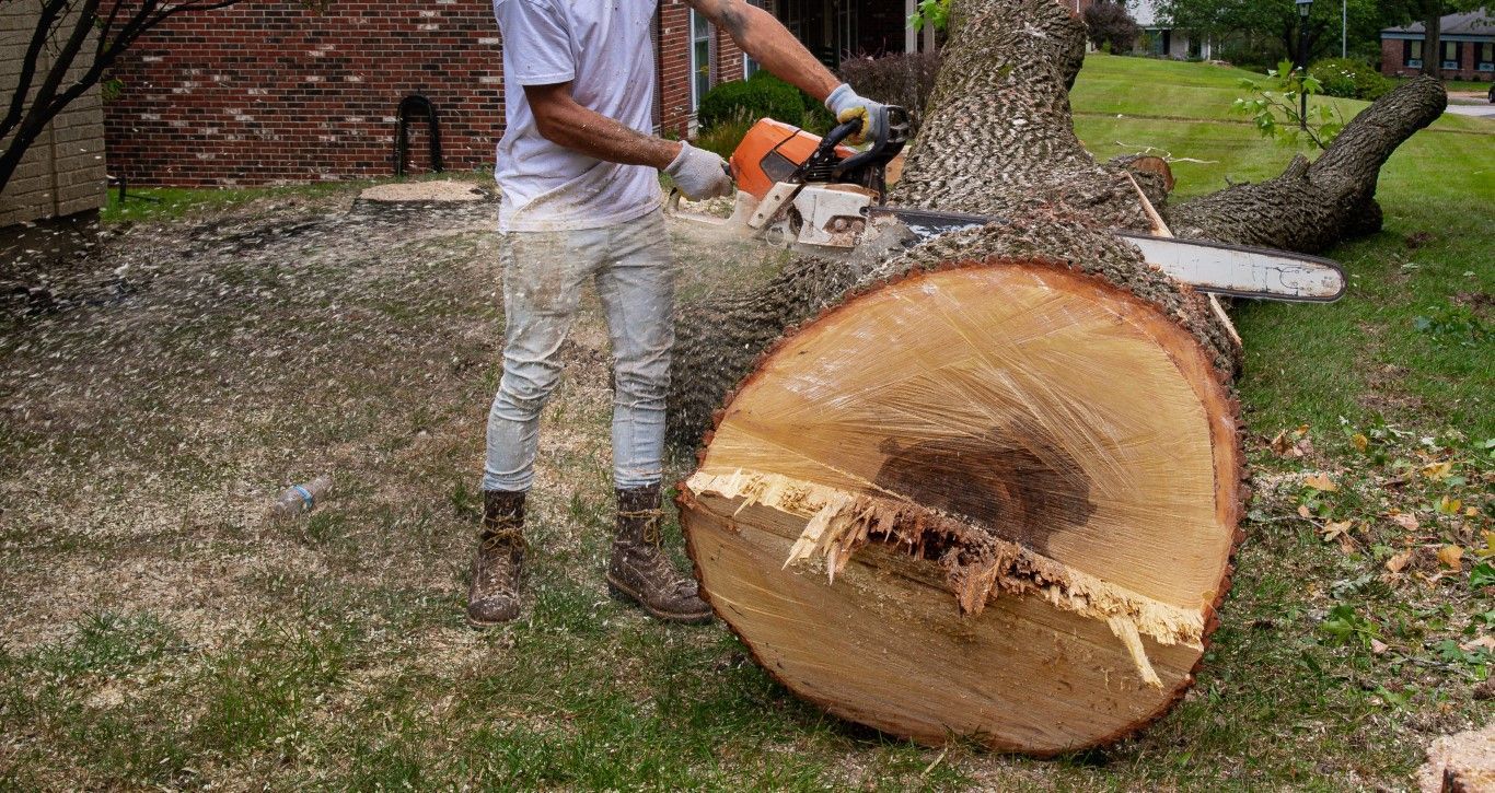 An arborist removing a tree with a chainsaw 