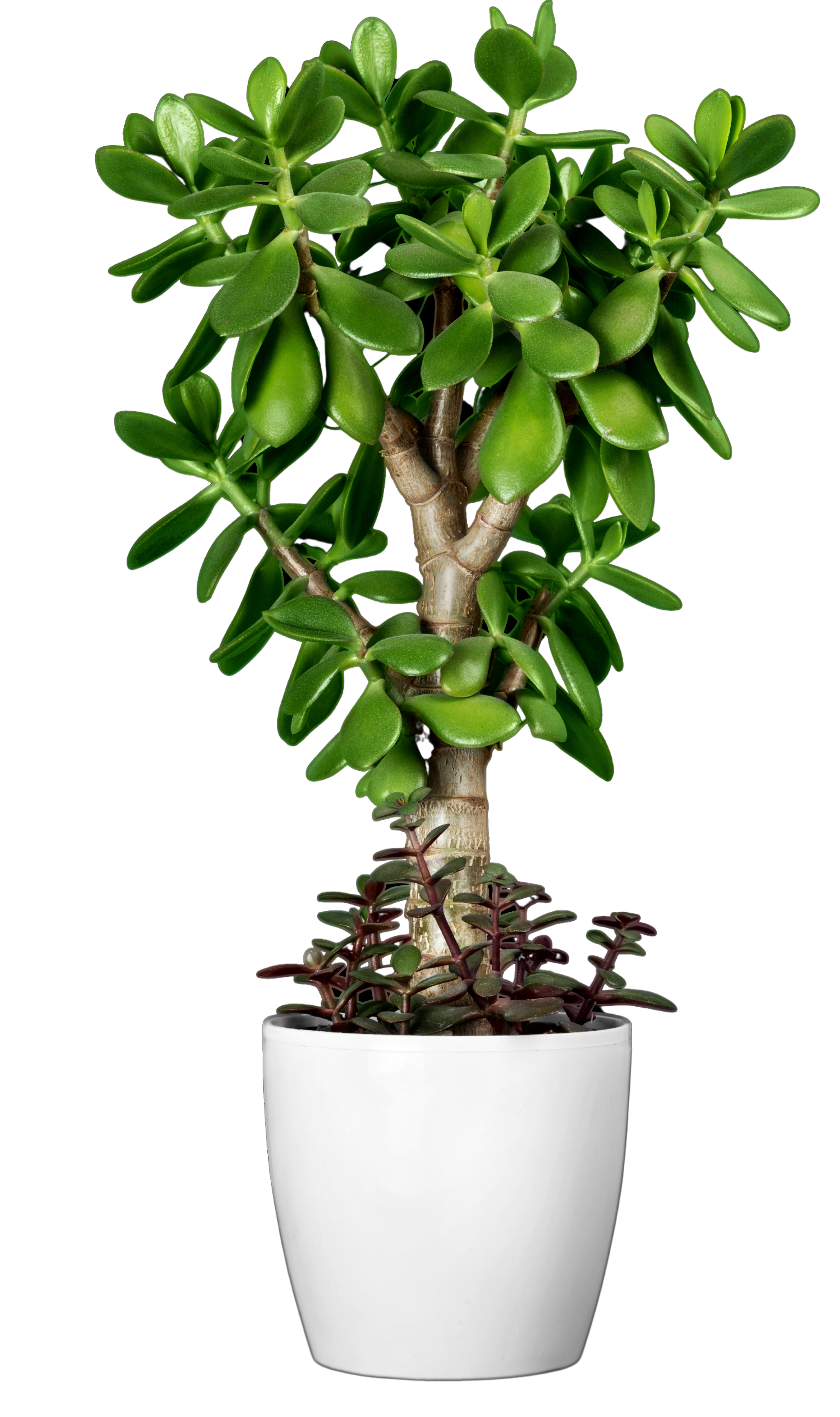 A potted plant in a white pot on a white background.