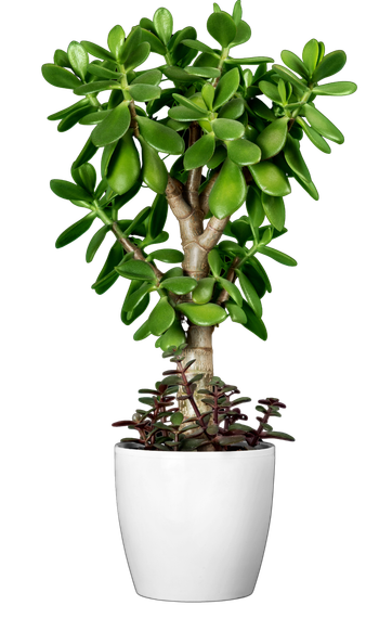 A potted plant in a white pot on a white background.