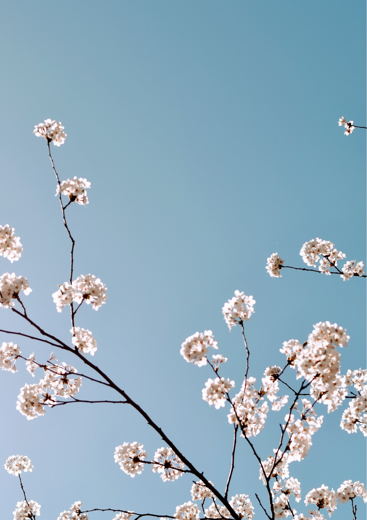 Aankondiging voor het evenement op 11 april in Molenschot bij Breda: bloemen in bloei; evenement van 10.00 tot 16.00 uur.