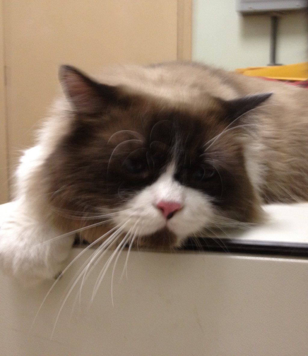 Cat Sleeping on the Desk | Oviedo, FL | Town & Country Veterinary Clinic