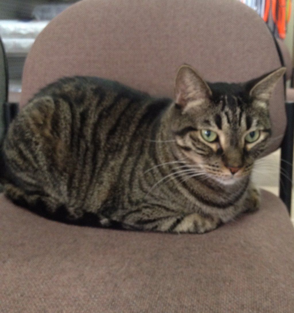 Cat Sitting on a Chair | Oviedo, FL | Town & Country Veterinary Clinic