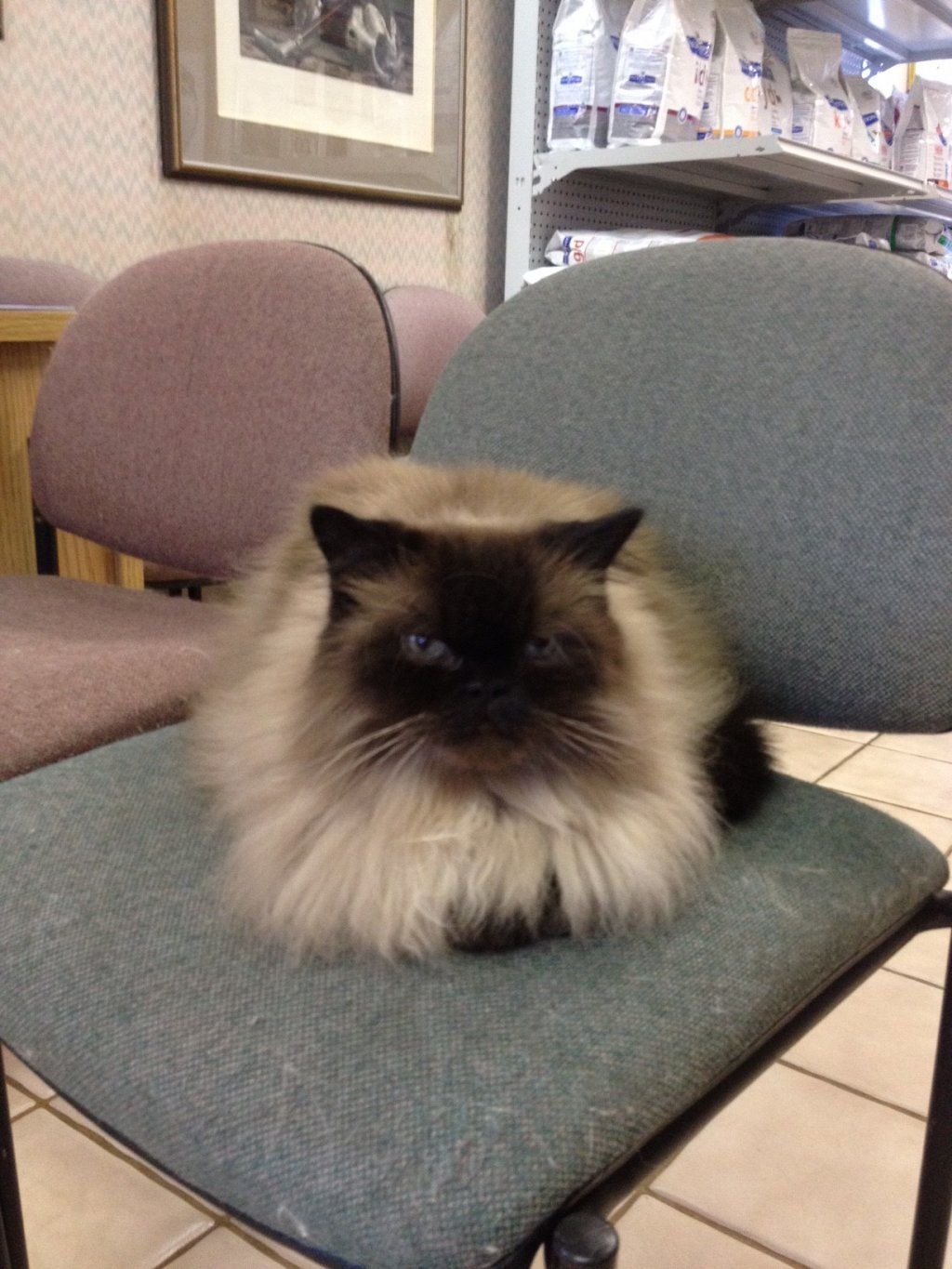 Cute Cat Sitting on a Chair | Oviedo, FL | Town & Country Veterinary Clinic