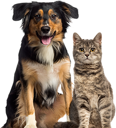Cat and Dog Sitting | Oviedo, FL | Town & Country Veterinary Clinic