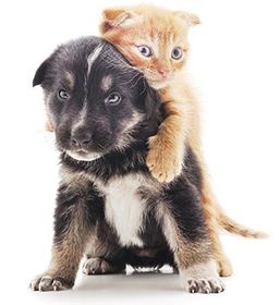 Dog and Cat Bonding | Oviedo, FL | Town & Country Veterinary Clinic