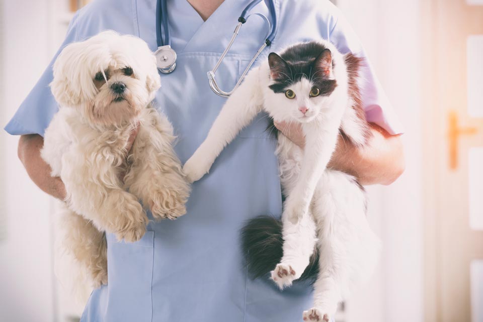 Vet Holding Cat and Dog | Oviedo, FL | Town & Country Veterinary Clinic