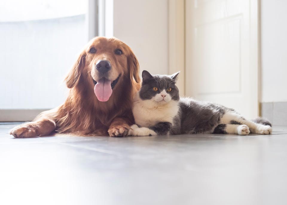 Cat and Dog on the Floor | Oviedo, FL | Town & Country Veterinary Clinic