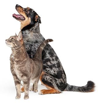 Dog and Cat Pet | Oviedo, FL | Town & Country Veterinary Clinic