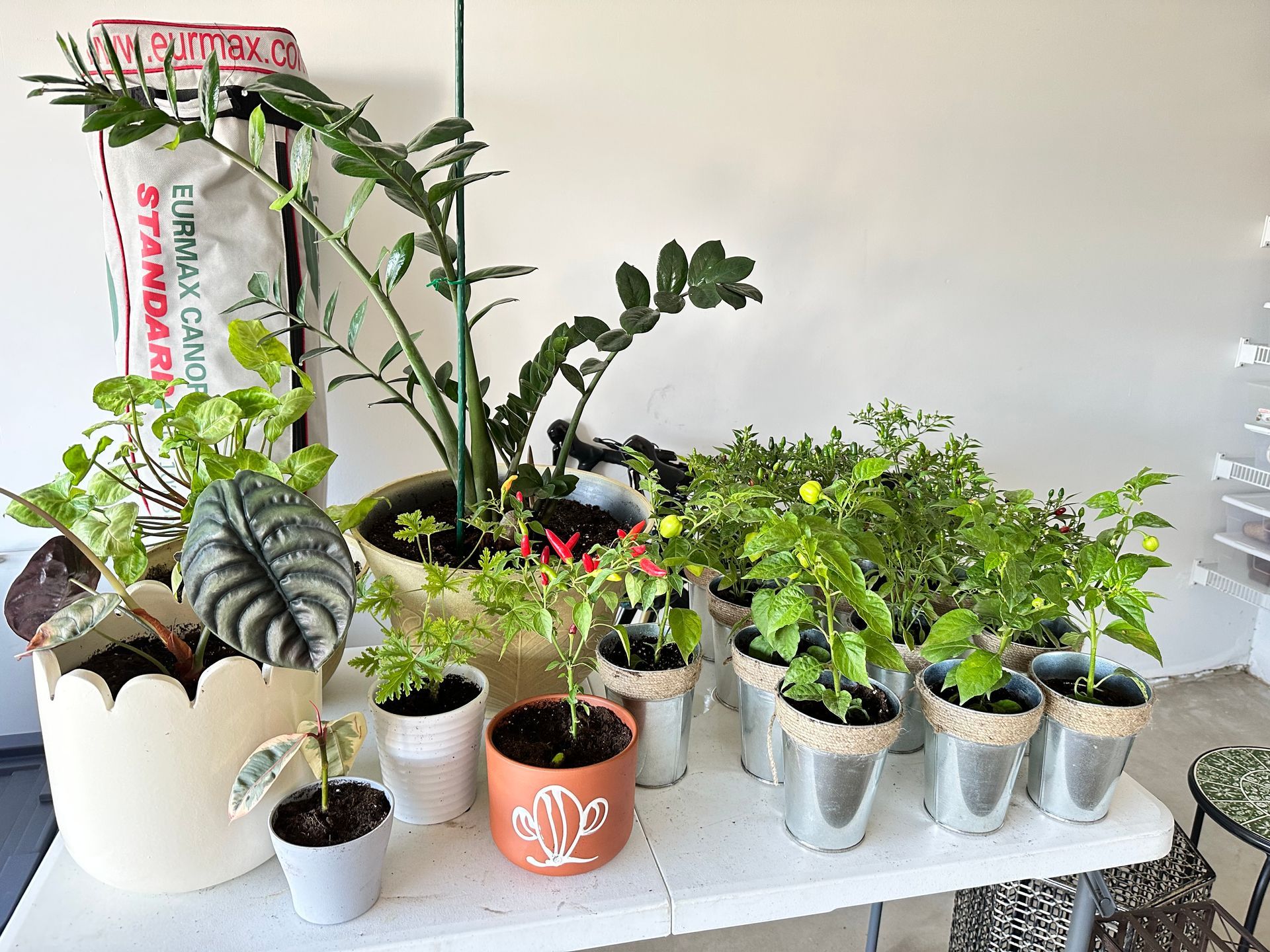 A bunch of potted plants are sitting on a table