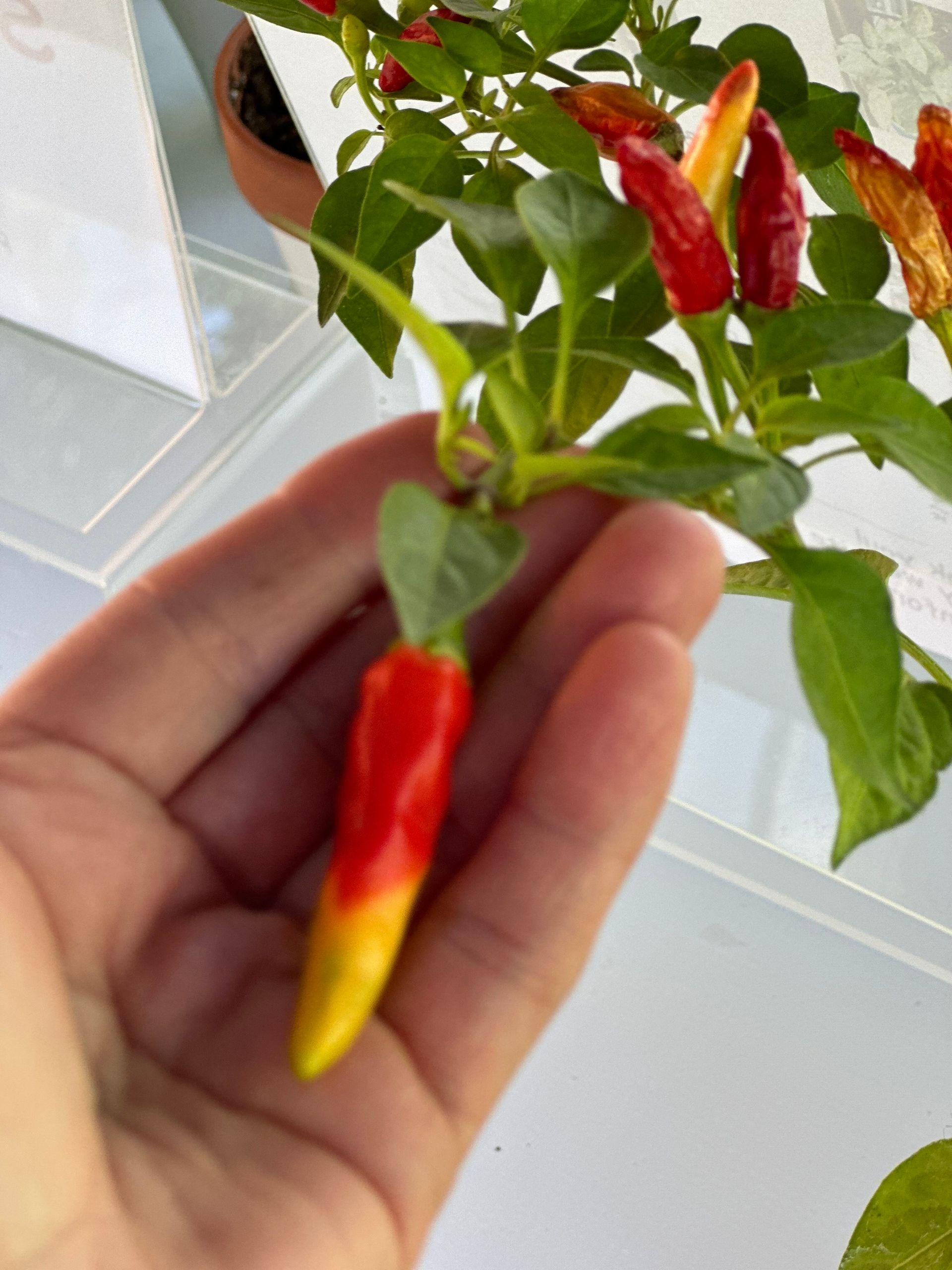 A person is holding a red and yellow pepper in their hand