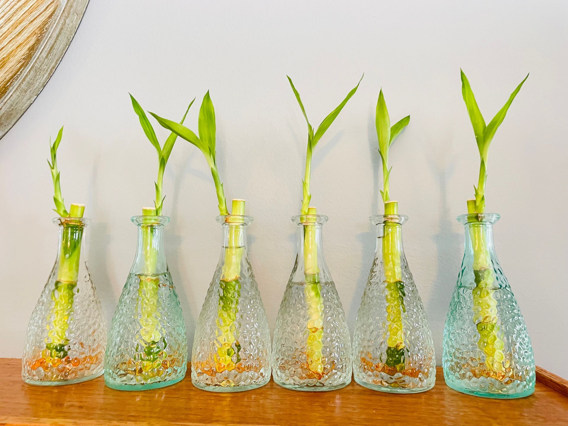 A row of lucky bamboo plants in clear glass vases