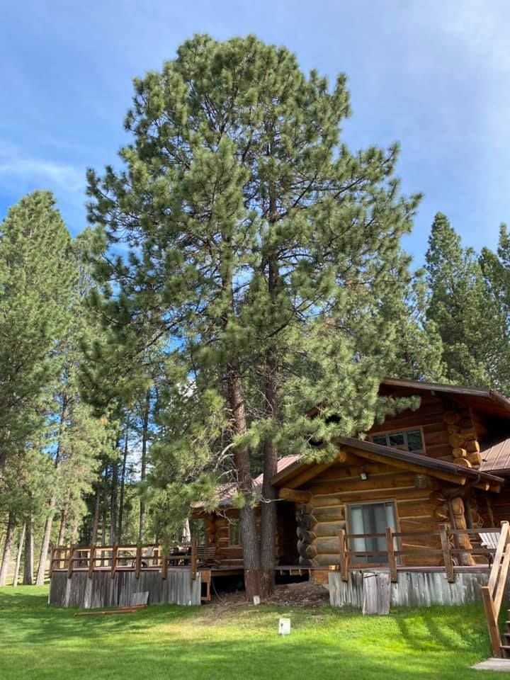 A large pine tree towers over a log cabin with a wooden deck, set against a backdrop of other trees and a blue sky.