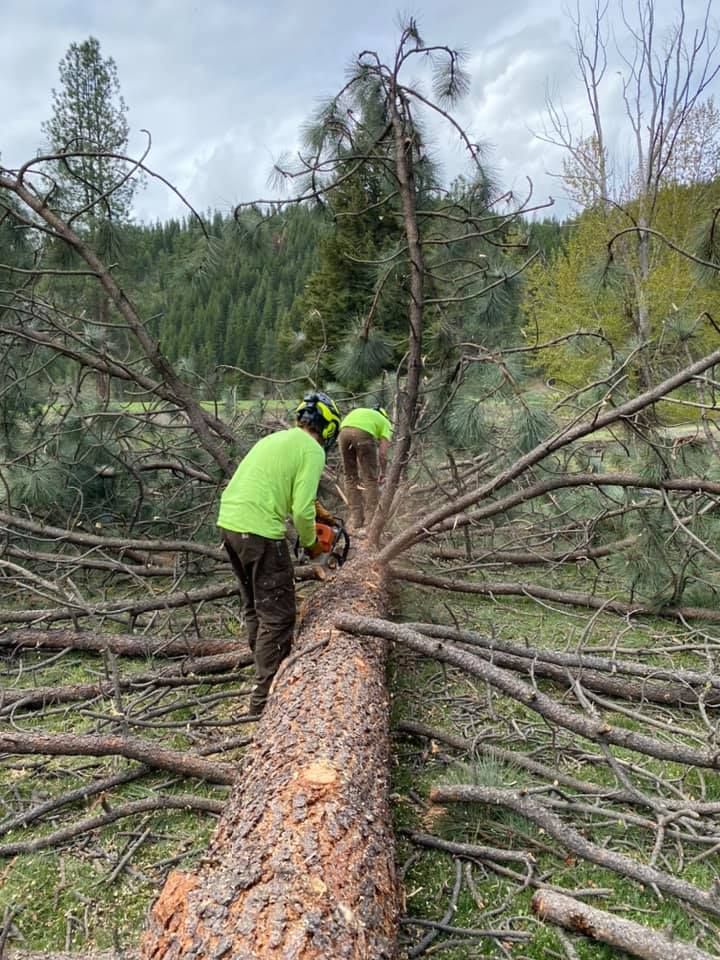 Two people in safety gear are cutting a fallen tree with chainsaws. Green shirts stand out against the brown trunk and branches in a grassy clearing.
