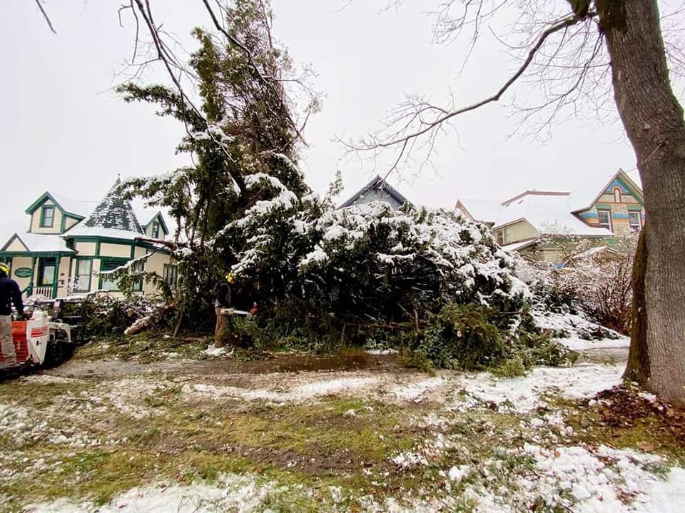 Snow-covered downed evergreen tree on a lawn with houses in the background; a person is near a small tractor on the left.