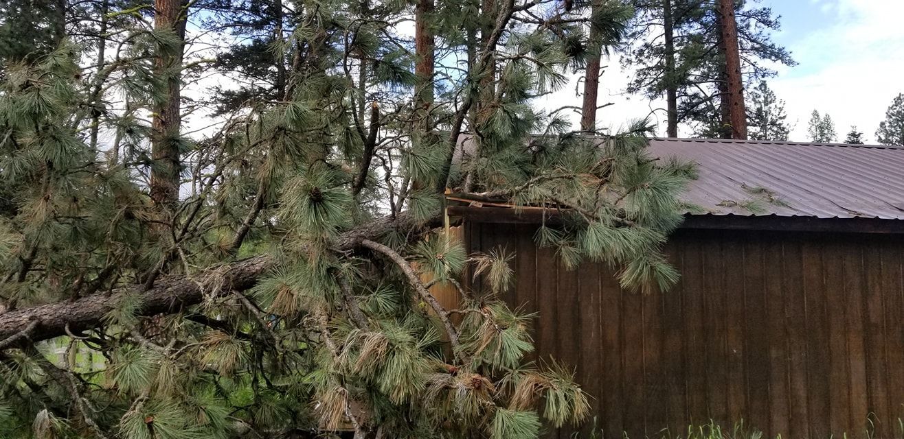 A large tree branch has fallen onto a building's roof, likely in a forest setting. The building has a brown wooden wall and a gray metal roof.