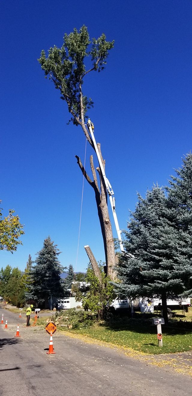 Tree being trimmed by a tree service crew using an aerial lift on a sunny day. Orange safety cones on the street below.