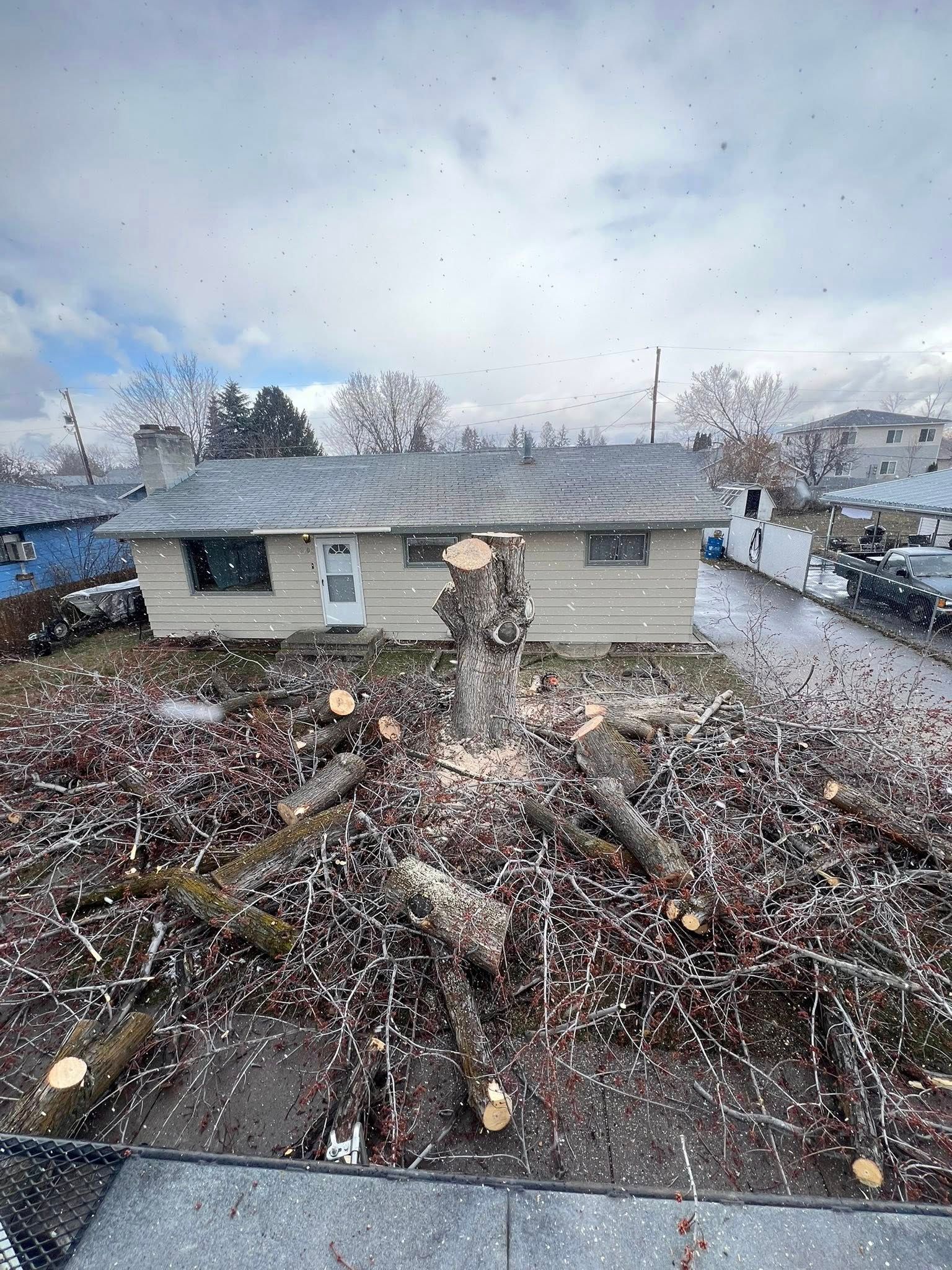 A tree stump surrounded by cut branches, debris, and sawdust in a front yard; house in the background. Overcast sky.